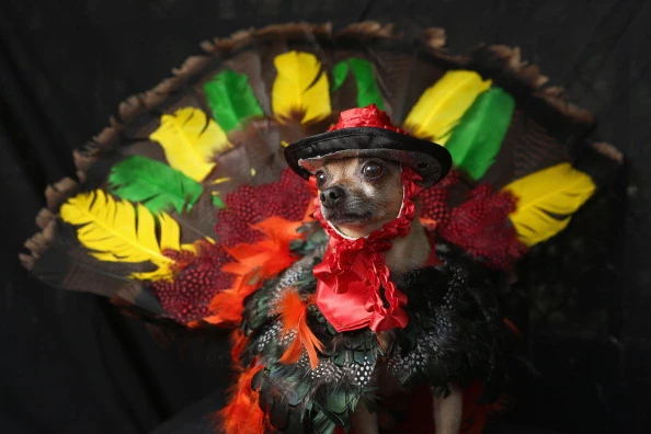 Dogs Dress Up For Annual Tompkins Square Park Halloween Parade Turkey Dog 2