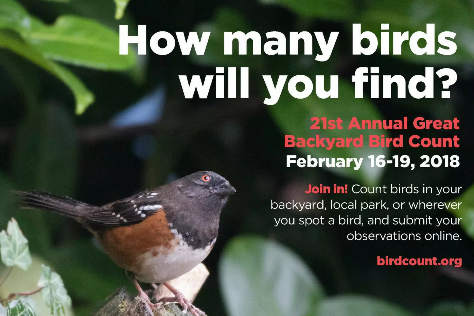 21st Annual Great Backyard Bird Count