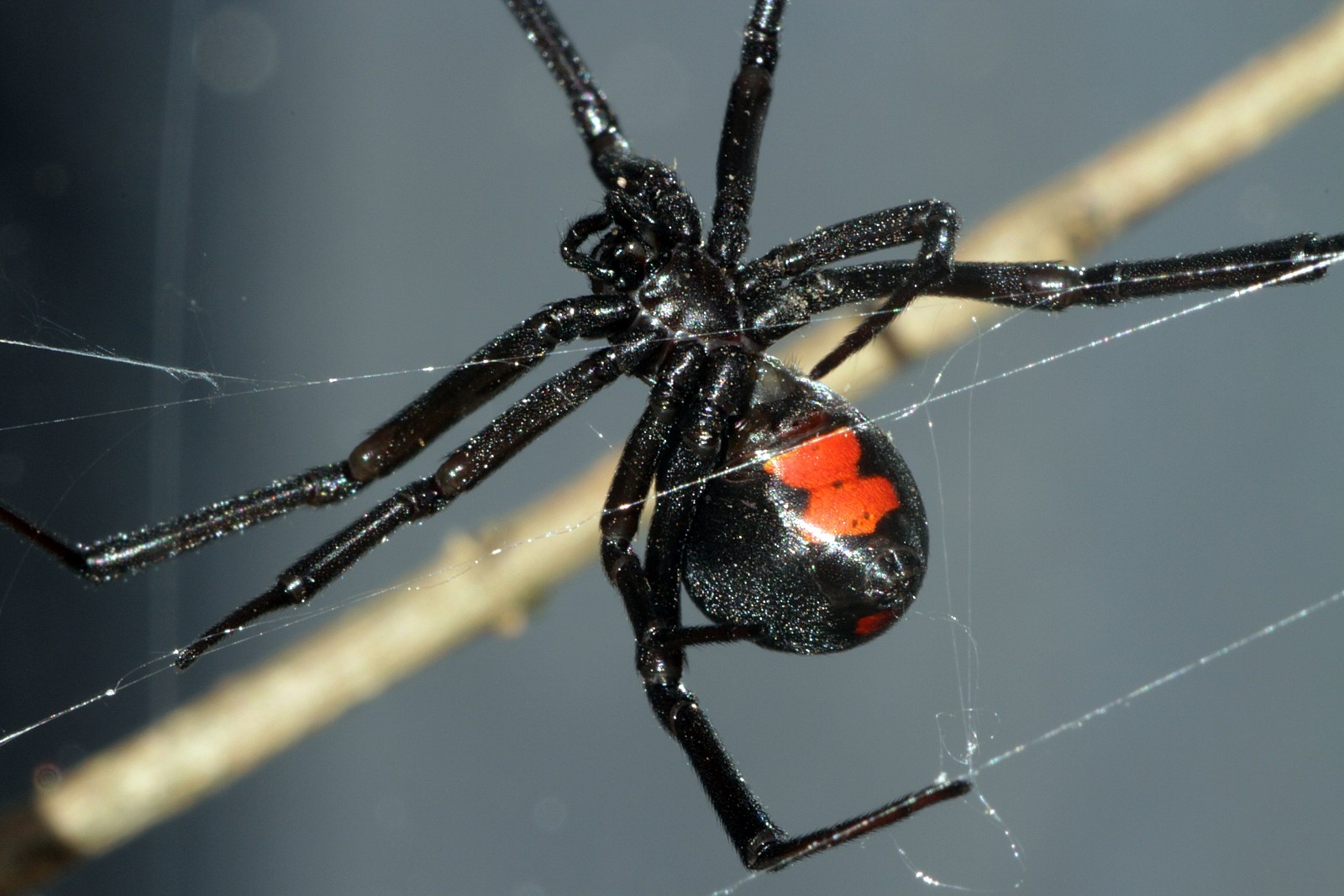 venomous spiders in south dakota