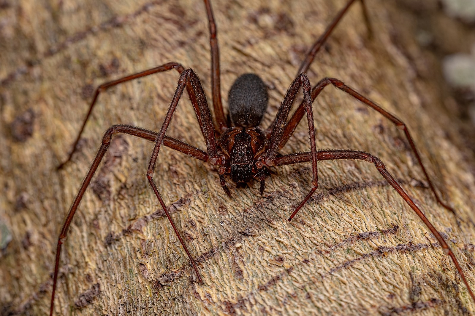 venomous spiders in south dakota