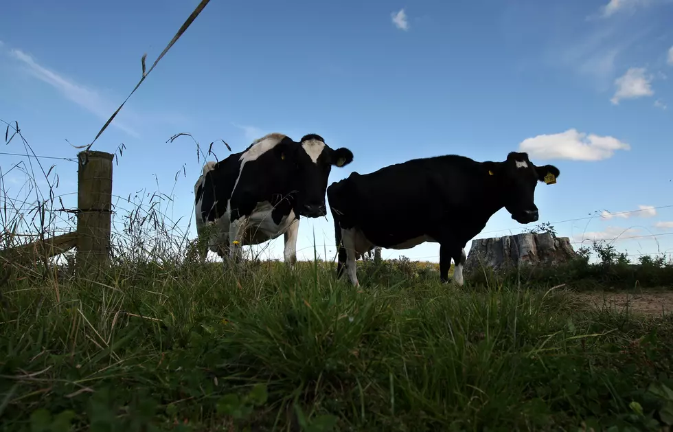 Cow Cuddling Is The New Wellness Trend