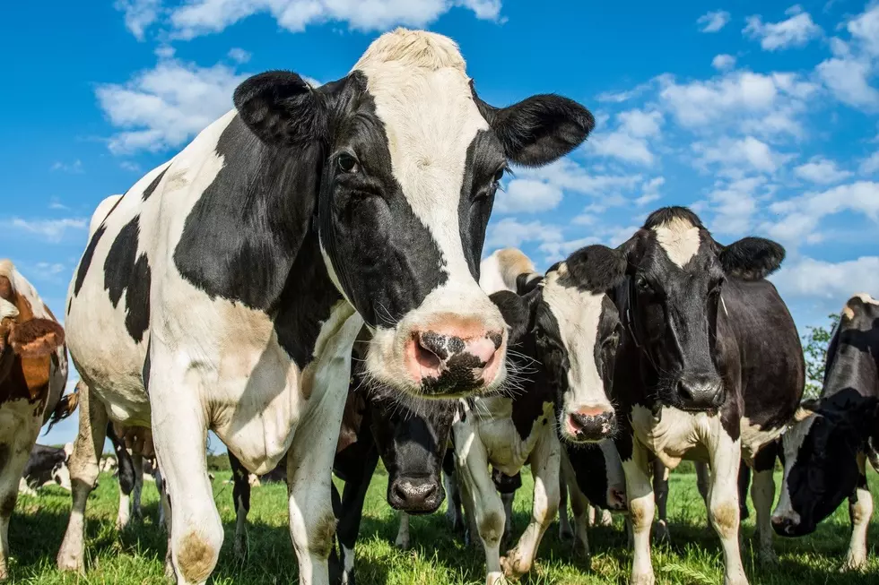 Does South Dakota Have More People Or Cows In The State?