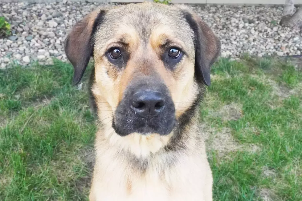 Meet The Long-Time Sioux Falls Area Humane Society Resident