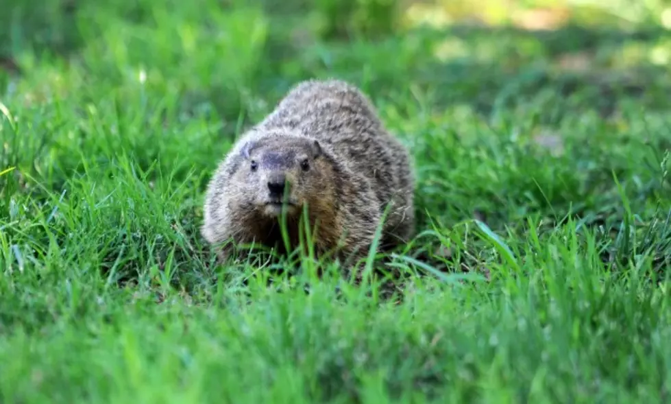 Gopher