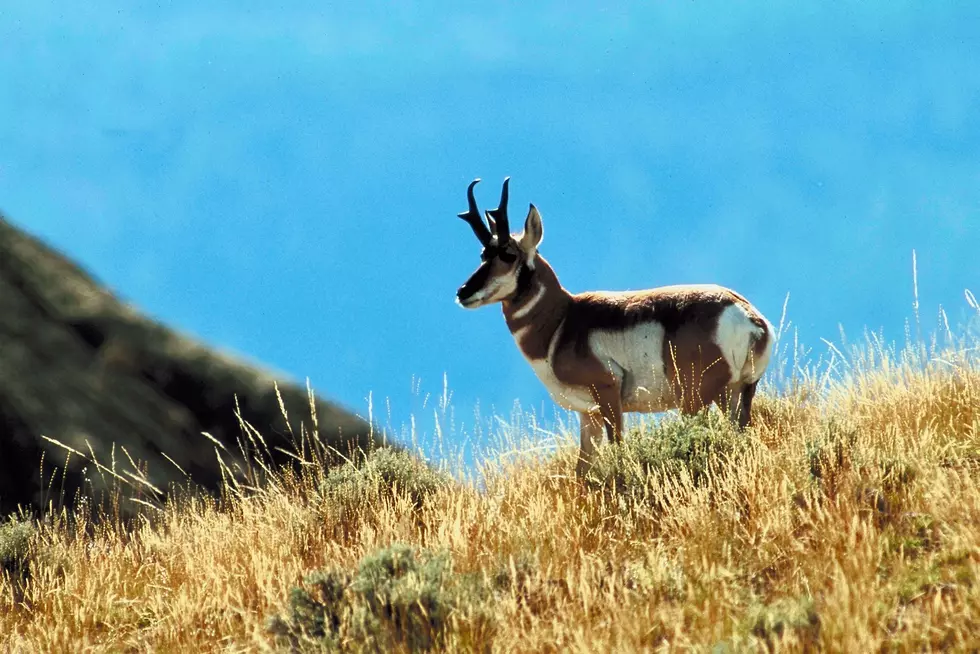Antelope Hunting Applications Open