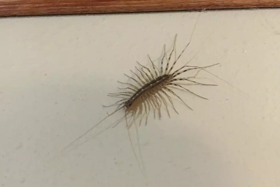 What is This Terrifying Bug in Your House Called? Don’t Kill It