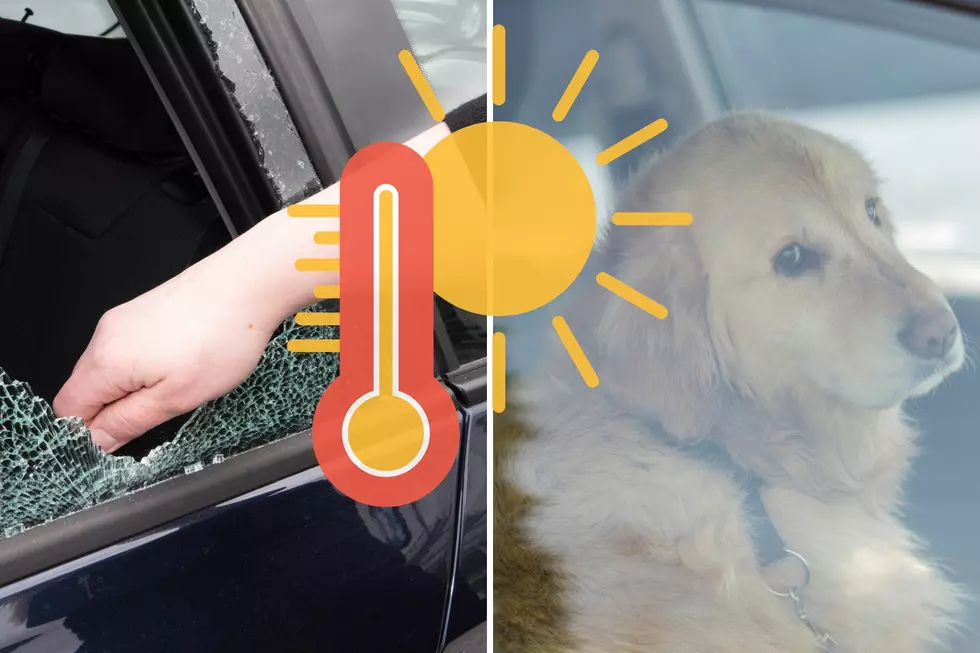 Community Steps To Save Pets From Hot Cars This Summer