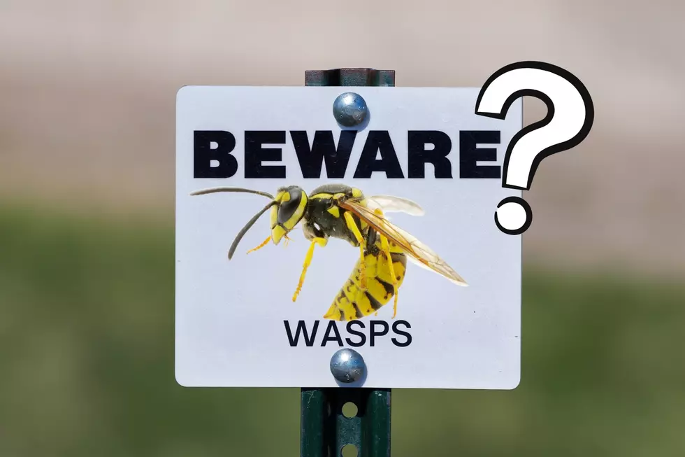 What’s the Point of Wasps? Annoying, Yes – But Weirdly Useful