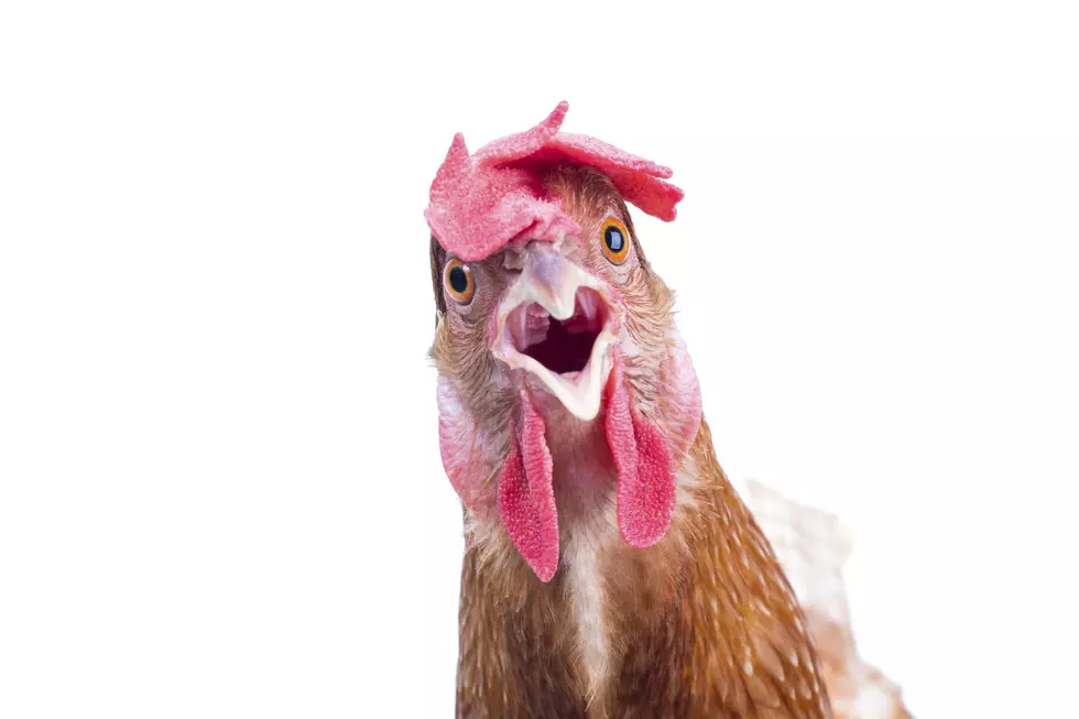 Watch Chicken Literally Cross The Road in Sioux Falls