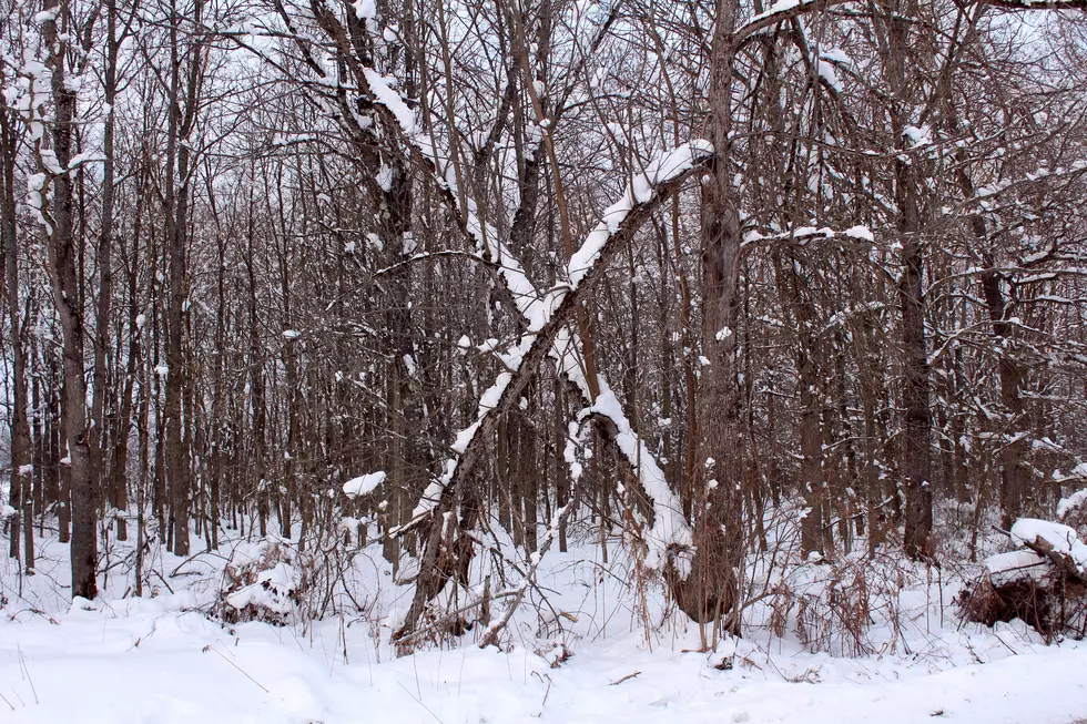 Crossed Sticks in the Woods Thought to be Bigfoot Communication